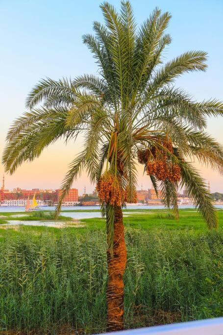Royal Nile Villa - Nile View Apartment 1 Luxor Ngoại thất bức ảnh